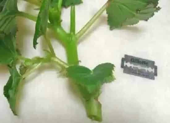 植物扦插|木槿花可以扦插吗