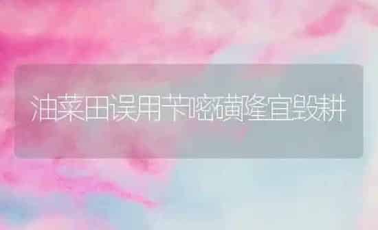油菜田误用苄嘧磺隆宜毁耕 | 粮油作物种植