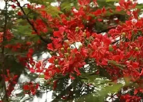 不开花|凤凰树为什么不开花