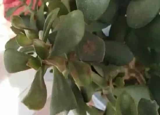 掉叶子|玉树黄叶掉叶怎么回事 掉叶子是什么原因造成的