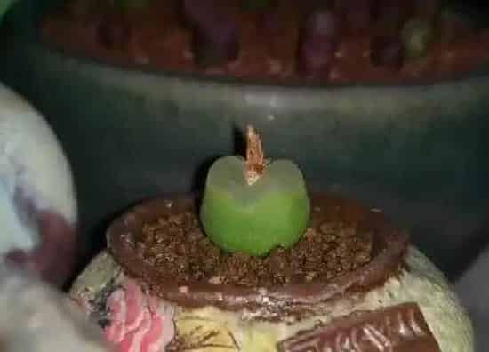 植物移栽|肉锥多久服盆