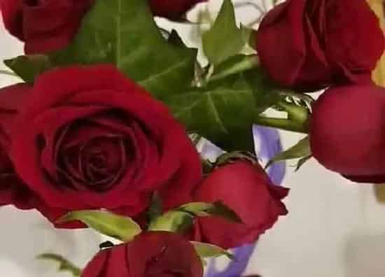 植物寓意|97朵玫瑰花花语代表什么意思