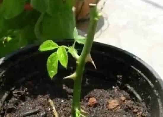 植物扦插|木槿花可以扦插吗