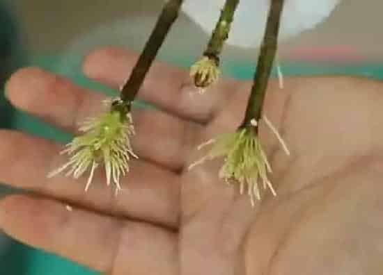 植物繁殖|三角梅的扦插繁殖方法,如何扦插三角梅老枝成活率最高)