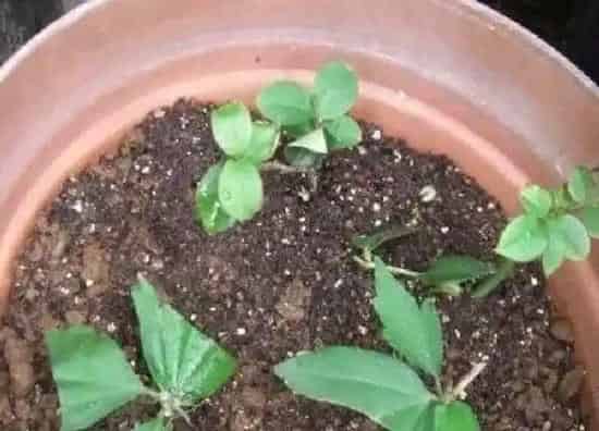 植物扦插|木槿花可以扦插吗