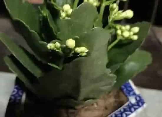 养殖方法|长寿花怎么养成老桩造型