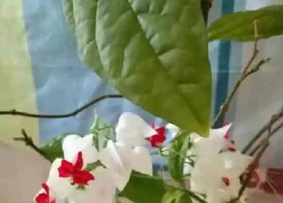 养殖方法|龙吐珠花怎么养护方法