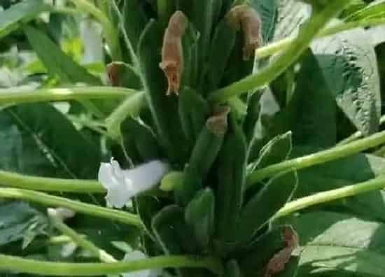种植方法|芝麻种植时间和方法