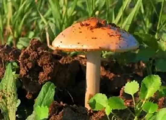 风水百科|家里为什么不能养蘑菇