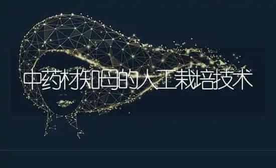 中药材知母的人工栽培技术 | 药材种植