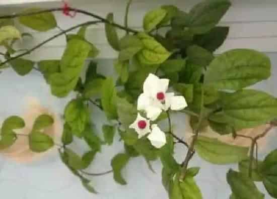 养殖方法|龙吐珠花怎么养护方法