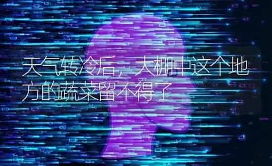 天气转冷后，大棚中这个地方的蔬菜留不得了 | 蔬菜种植
