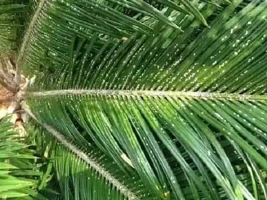 植物虫害|铁树介壳虫用什么药管用 治疗措施与防治方法