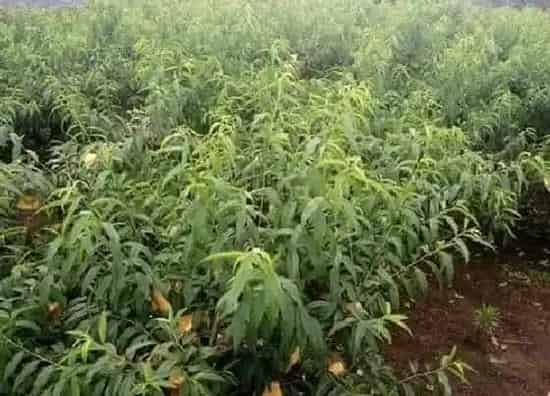 植物百科|桃树耐阴吗