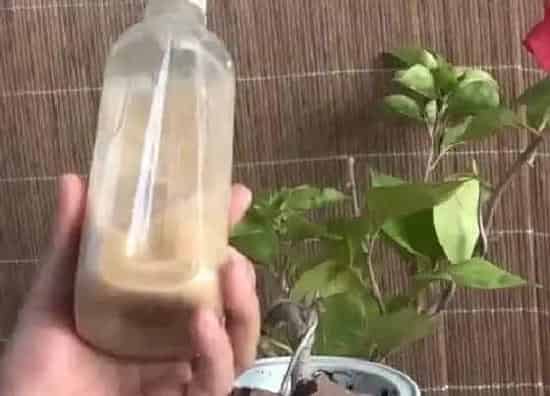 植物繁殖|三角梅的扦插繁殖方法,如何扦插三角梅老枝成活率最高)