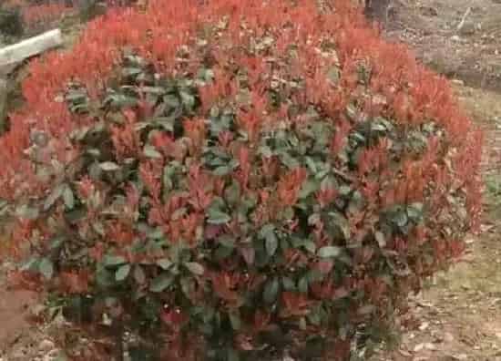 植物种类|石楠球是乔木还是灌木植物