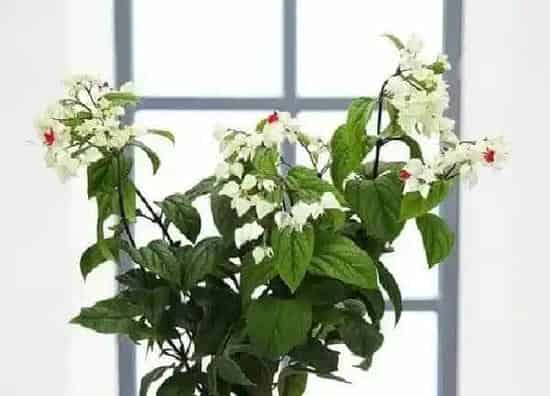 养殖方法|龙吐珠花怎么养护方法