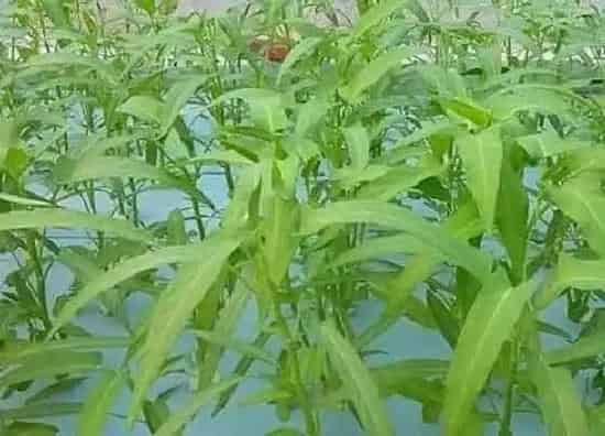 种植方法|空心菜的种植方法和时间