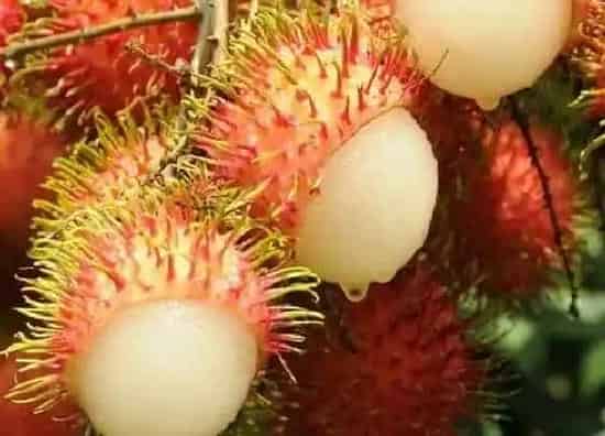 种植管理|红毛丹几年结果实