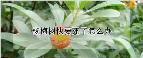 杨梅树快要死了怎么办 | 自然知识