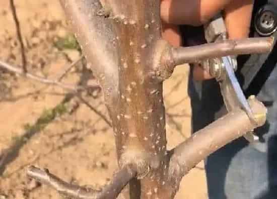 植物发芽|苹果树芽接最佳时间和技术方法