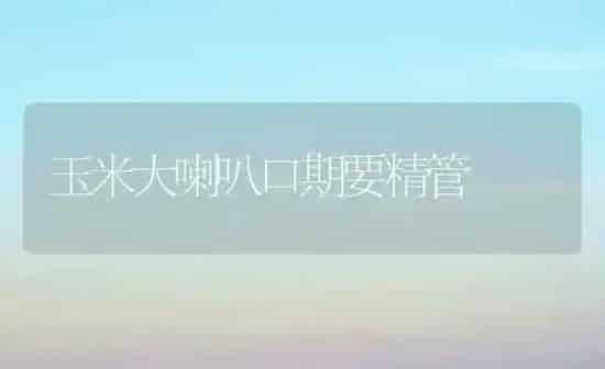 玉米大喇叭口期要精管 | 粮油作物种植