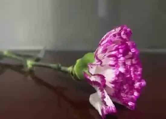 植物寓意|紫色康乃馨代表什么象征意义 紫康乃馨代表的花语寓意