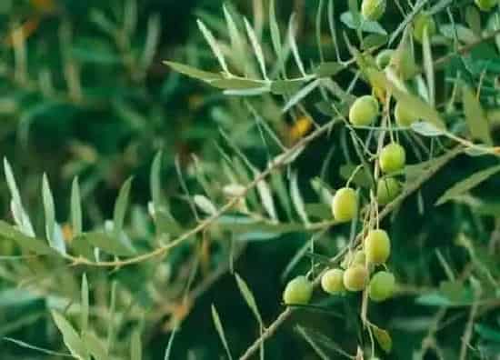 果实成熟|橄榄什么时候成熟