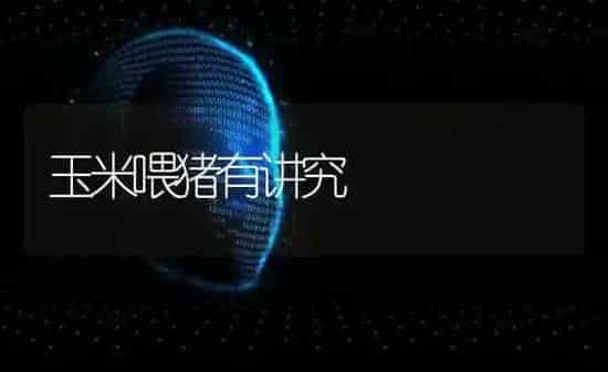 玉米喂猪有讲究 | 粮油作物种植