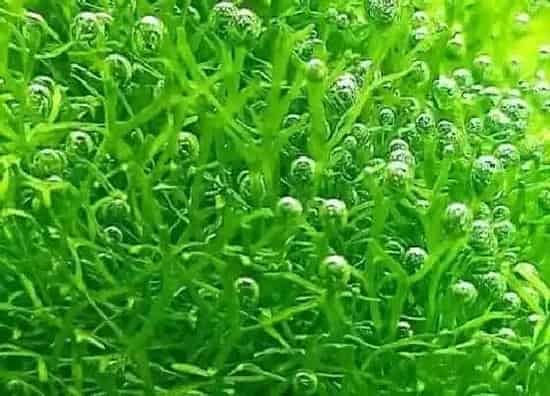 种植管理|水草的生长周期是多长时间