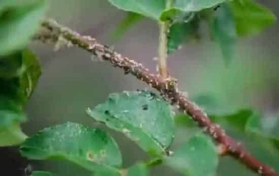 植物虫害|花椒树蚜虫很顽固用什么药能彻底清除（杀死蚜虫最好办法）