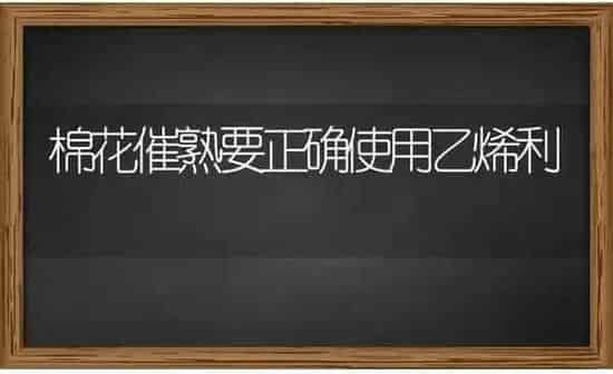 棉花催熟要正确使用乙烯利 | 粮油作物种植