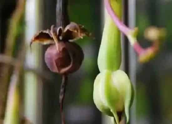 植物施肥|金丝指葫芦施什么肥最好
