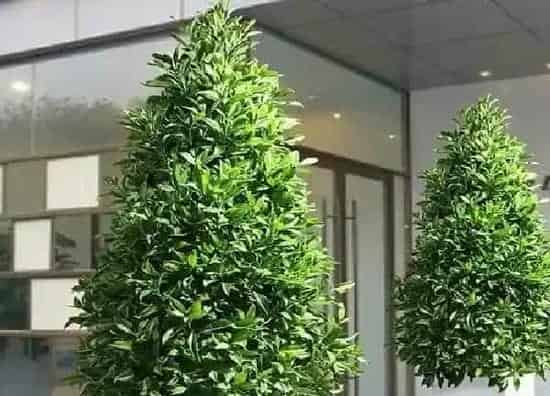 养殖方法|非洲茉莉可以水培吗 水培扦插方法和注意事项