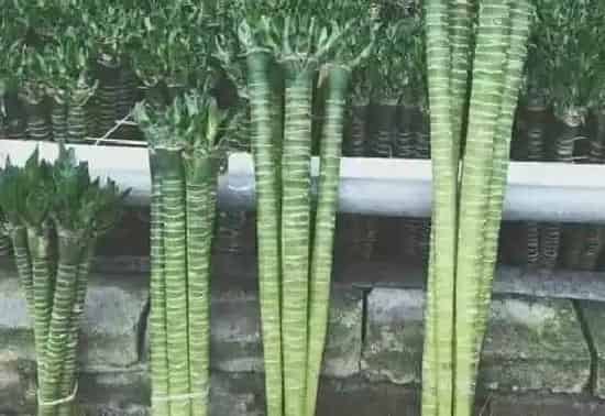 植物繁殖|富贵竹怎么繁殖 繁殖时间和方法图解