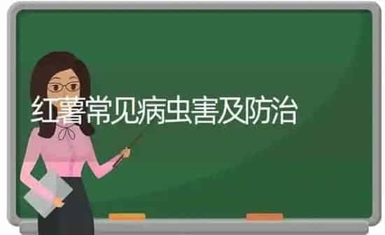 红薯常见病虫害及防治 | 种植病虫害防治