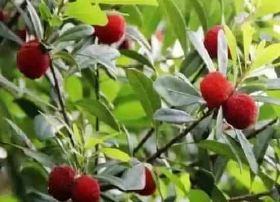 食用常识|杨梅什么季节吃最好