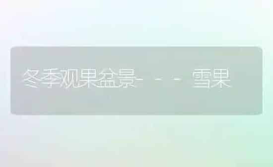 冬季观果盆景---雪果 | 瓜果种植