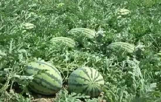 种植百科|西瓜栽种方法和注意事项