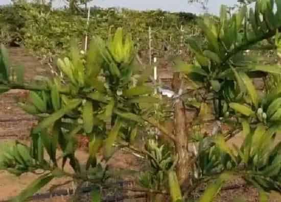植物扦插|罗汉松插枝能活吗 插枝时间和方法要点