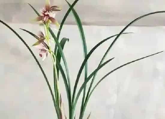 养殖科普|建兰最香10个排名 哪个品种建兰花最好养最香