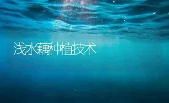 浅水藕种植技术 | 植物种植百科