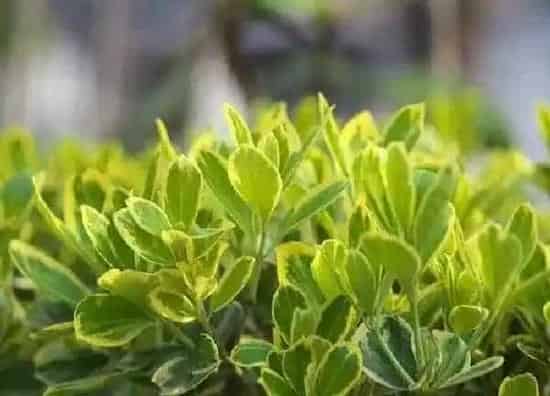 养殖方法|黄杨怎么养殖长得快