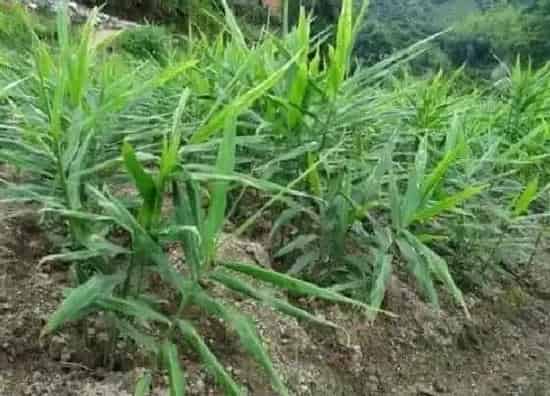植物病害|生姜炭疽病的发病原因与治疗方法
