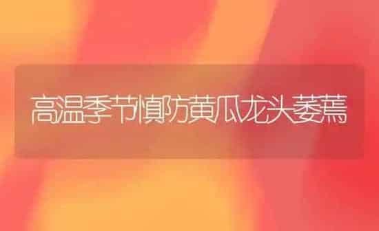 高温季节慎防黄瓜龙头萎蔫 | 蔬菜种植