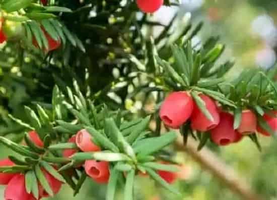 植物繁殖|红豆杉怎么繁殖方法和注意事项