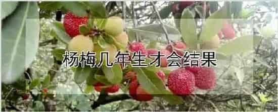 杨梅几年生才会结果 | 养殖技术