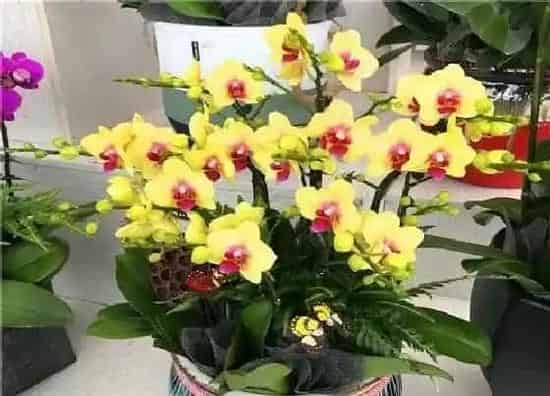 花语|黄蝴蝶兰的花语和寓意