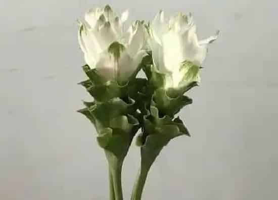 鲜花|姜荷花怎么醒花