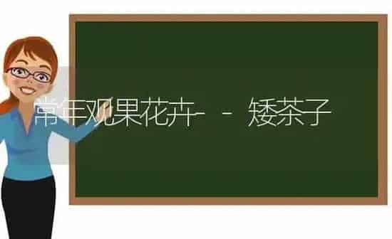 常年观果花卉--矮茶子 | 瓜果种植